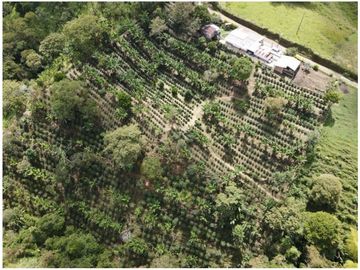 SE VENDE FINCA EN LA VIA CIRCASIA - MONTENEGRO