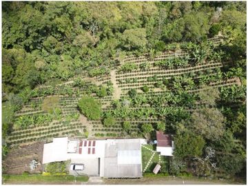 SE VENDE FINCA EN LA VIA CIRCASIA - MONTENEGRO