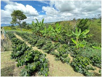 SE VENDE FINCA EN LA VIA CIRCASIA - MONTENEGRO