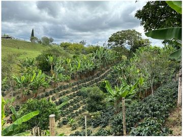 SE VENDE FINCA EN LA VIA CIRCASIA - MONTENEGRO