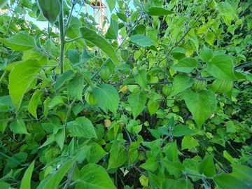 Parcela en Venta en Antilhue S/N