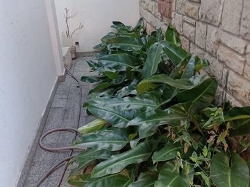 Venta Casa 3 ambientes cochera y patio Ramos Mejia