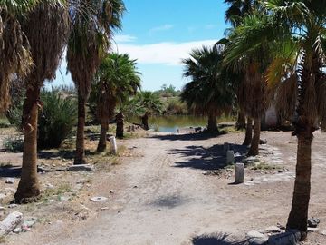 Rancho en Venta – Con Producción de Palmas Datileras y Sistema de Riego