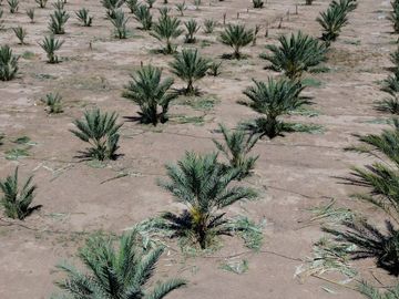 Rancho en Venta – Con Producción de Palmas Datileras y Sistema de Riego