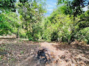 Hacienda de venta 2Ha. en Guayllabamba a $50 cada m/2 (con plantaciones de aguacate, limón, chirimoy