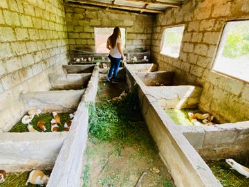 Hacienda de venta 2Ha. en Guayllabamba a $50 cada m/2 (con plantaciones de aguacate, limón, chirimoy