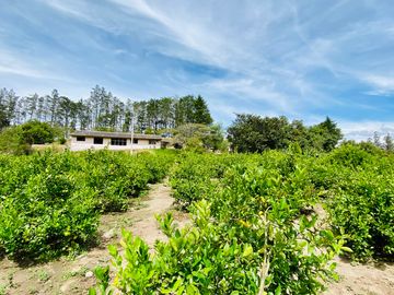 Hacienda de venta 2Ha. en Guayllabamba a $50 cada m/2 (con plantaciones de aguacate, limón, chirimoy