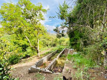 Hacienda de venta 2Ha. en Guayllabamba a $50 cada m/2 (con plantaciones de aguacate, limón, chirimoy