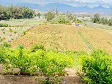 Hacienda de venta 2Ha. en Guayllabamba a $50 cada m/2 (con plantaciones de aguacate, limón, chirimoy