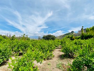 Hacienda de venta 2Ha. en Guayllabamba a $50 cada m/2 (con plantaciones de aguacate, limón, chirimoy
