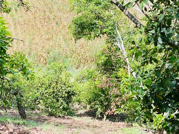 Hacienda de venta 2Ha. en Guayllabamba a $50 cada m/2 (con plantaciones de aguacate, limón, chirimoy