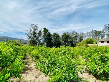 Hacienda de venta 2Ha. en Guayllabamba a $50 cada m/2 (con plantaciones de aguacate, limón, chirimoy