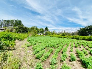 Hacienda de venta 2Ha. en Guayllabamba a $50 cada m/2 (con plantaciones de aguacate, limón, chirimoy