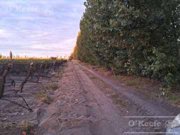 Chacra  en venta de 46 has en San Rafael, Mendoza