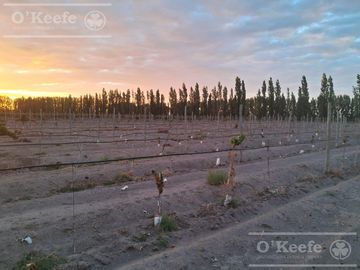 Chacra  en venta de 46 has en San Rafael, Mendoza