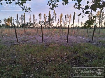 Chacra  en venta de 46 has en San Rafael, Mendoza