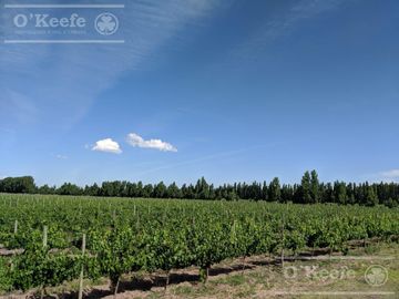 Chacra  en venta de 46 has en San Rafael, Mendoza