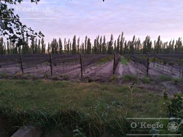 Chacra  en venta de 46 has en San Rafael, Mendoza