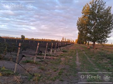 Chacra  en venta de 46 has en San Rafael, Mendoza