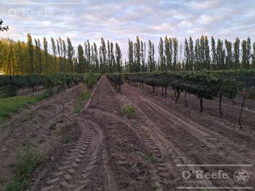 Chacra  en venta de 46 has en San Rafael, Mendoza