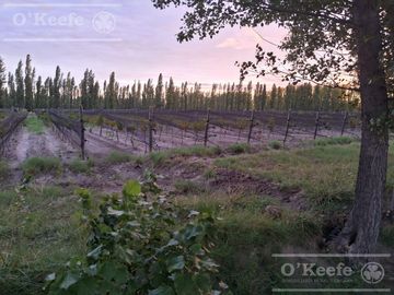 Chacra  en venta de 46 has en San Rafael, Mendoza