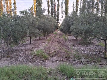 Chacra  en venta de 46 has en San Rafael, Mendoza