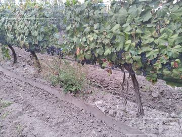 Chacra  en venta de 46 has en San Rafael, Mendoza