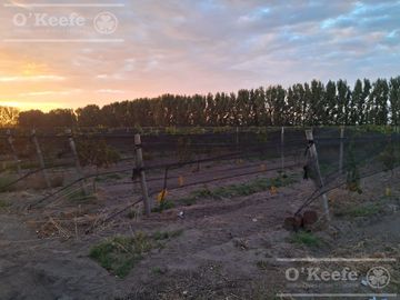 Chacra  en venta de 46 has en San Rafael, Mendoza