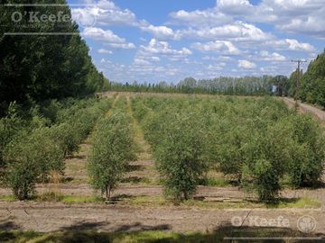Chacra  en venta de 46 has en San Rafael, Mendoza