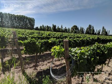 Chacra  en venta de 46 has en San Rafael, Mendoza