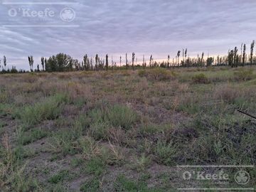 Chacra  en venta de 46 has en San Rafael, Mendoza