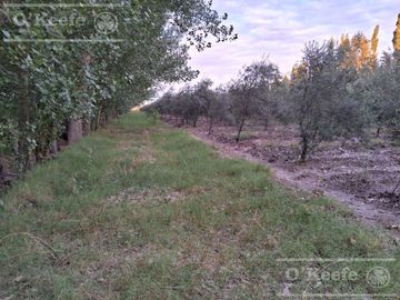 Chacra  en venta de 46 has en San Rafael, Mendoza