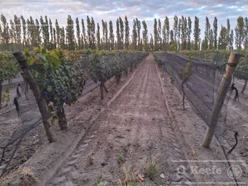 Chacra  en venta de 46 has en San Rafael, Mendoza