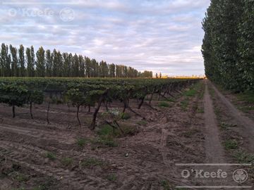 Chacra  en venta de 46 has en San Rafael, Mendoza
