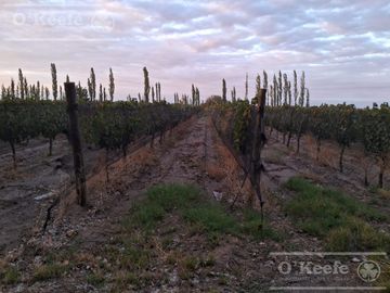 Chacra  en venta de 46 has en San Rafael, Mendoza