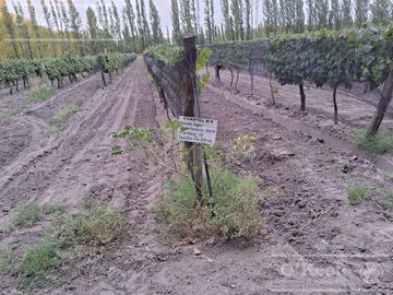 Chacra  en venta de 46 has en San Rafael, Mendoza