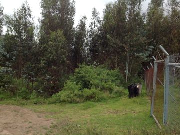 Venta Terreno de 9 hectáreas en Cayambe sector Guachalá