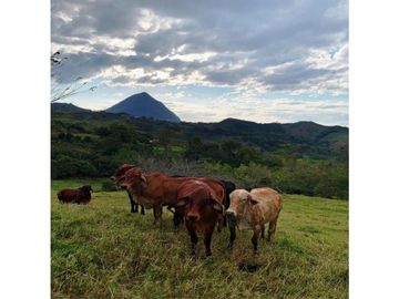 FINCA EN VENTA EN VENECIA ANTIOQUIA SUR OCCIDENTE ANTIOQUEÑO