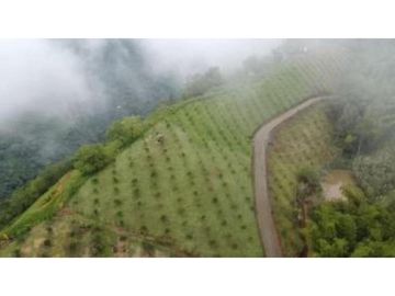 FINCA EN VENTA EN VENECIA ANTIOQUIA SUR OCCIDENTE ANTIOQUEÑO