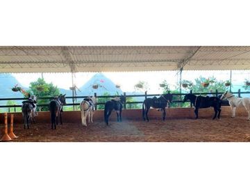 FINCA EN VENTA EN VENECIA ANTIOQUIA SUR OCCIDENTE ANTIOQUEÑO