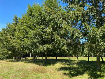 Parcela en venta en LAGO RANCO