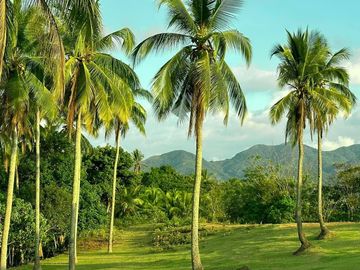Beautiful Farm Estate for Sale located at Magallanes, Cavite.