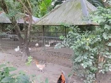 Wildlife Farm Hacienda House & Land 2.3 Hectares in Botolan, Zambales for Sale