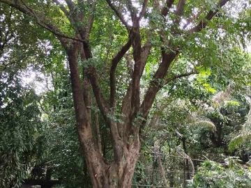 Wildlife Farm Hacienda House & Land 2.3 Hectares in Botolan, Zambales for Sale