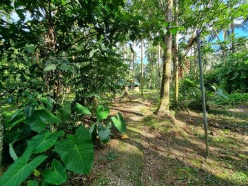 3.6HAS FARMLOT WITH 2 STOREY AND BUNGALOW HOUSE