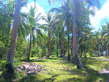 5 HECTARES BEACHFRONT PROPERTY FOR SALE IN AGDANGAN,QUEZON