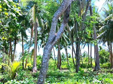 5 HECTARES BEACHFRONT PROPERTY FOR SALE IN AGDANGAN,QUEZON
