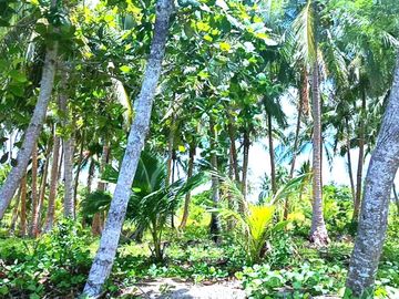5 HECTARES BEACHFRONT PROPERTY FOR SALE IN AGDANGAN,QUEZON