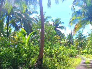 5 HECTARES BEACHFRONT PROPERTY FOR SALE IN AGDANGAN,QUEZON