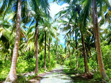 5 HECTARES BEACHFRONT PROPERTY FOR SALE IN AGDANGAN,QUEZON